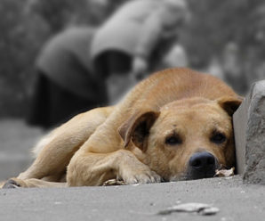 В Івано-Франківську волонтери підрахують кількість безпритульних тварин.