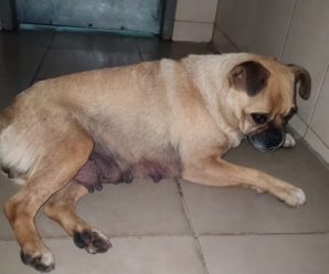 Безпритульні собаки, які були виловлені і взяті на стерилізацію