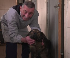 Яка ситуація зі стерилізацією вуличних тварин на Франківщині